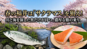 春の福井は「サクラマス」を狙え！川と海を旅した魚だけが持つ、濃厚な脂の乗り。