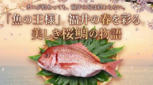 カニの次は「魚の王様」福井の春を彩る、美しき桜鯛の物語
