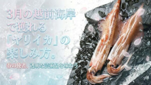 3月の越前海岸で獲れる「ヤリイカ」の楽しみ方。