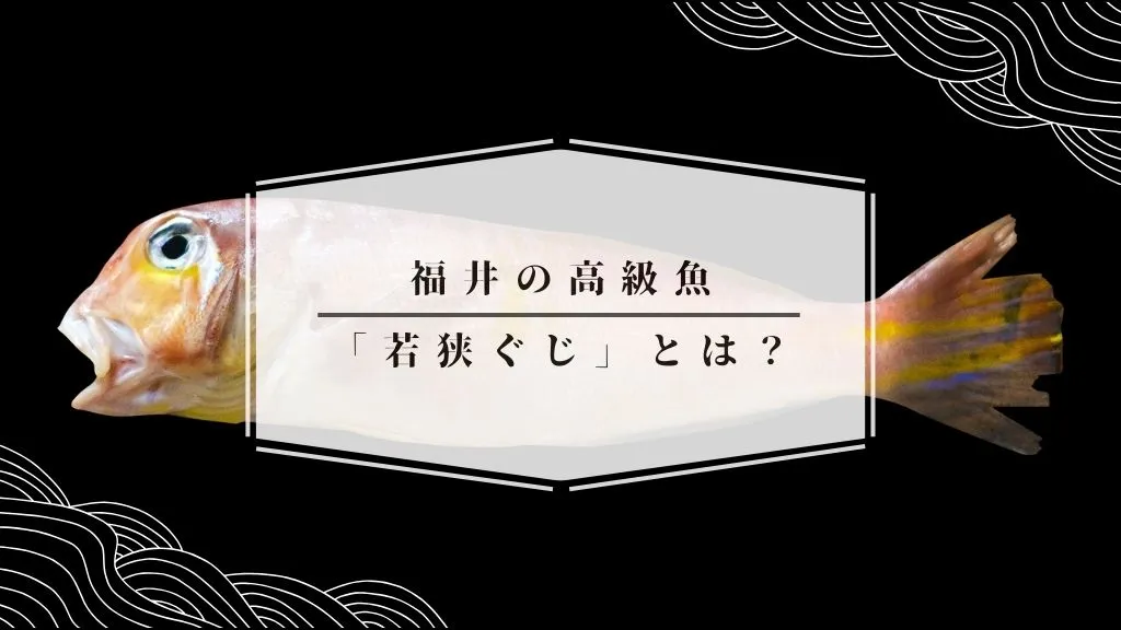 【福井の高級魚】幻の「若狭ぐじ」とは？地元漁師が語る魅力と絶品レシピ