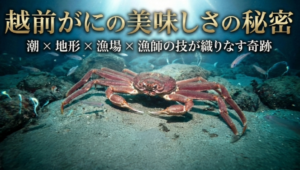 なぜ福井の蟹は美味しいのか？日本海の潮と漁場の秘密