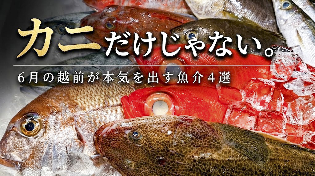 「カニの福井」だけじゃない。6月の越前海岸が、本気で旨い4つの魚たち。