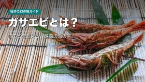 ガサエビとは｜甘エビを超える福井の幻の味・旬・食べ方ガイド