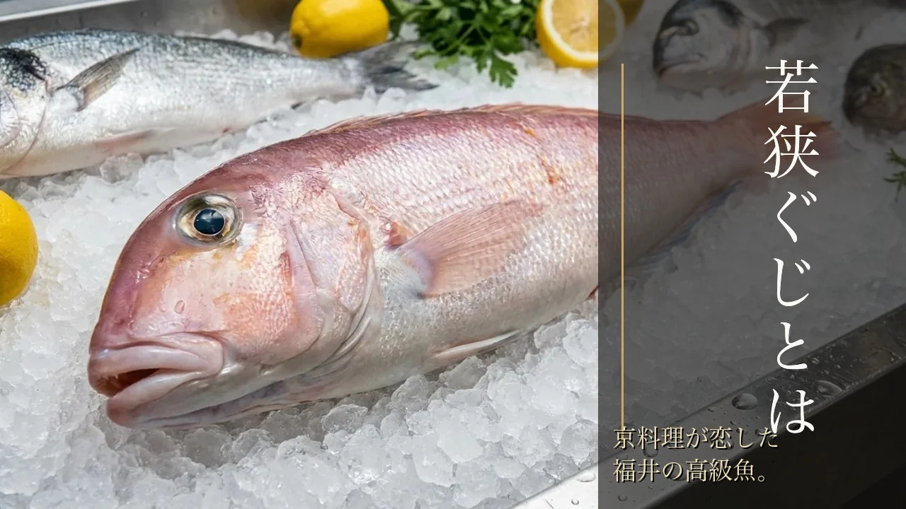 若狭ぐじとは｜京料理が恋した福井の高級魚
