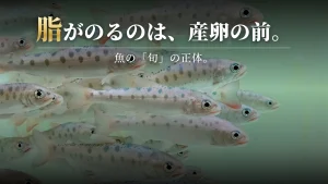 魚の「旬」って、結局なに？脂がのる魚と、のらない魚の境界線をひもとく。